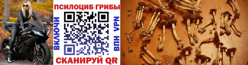 где можно купить   Инсар  Галлюциногенные грибы Cubensis 